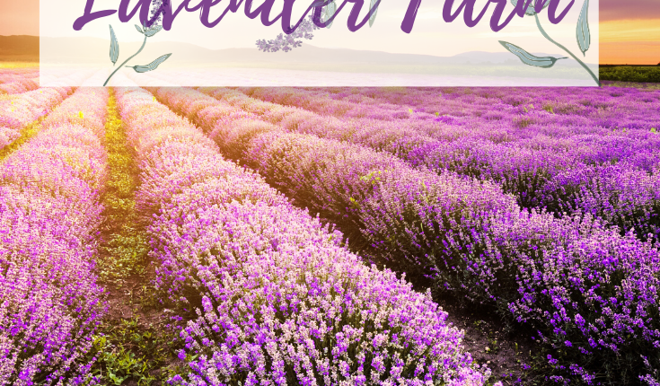 Lavender Farm 2