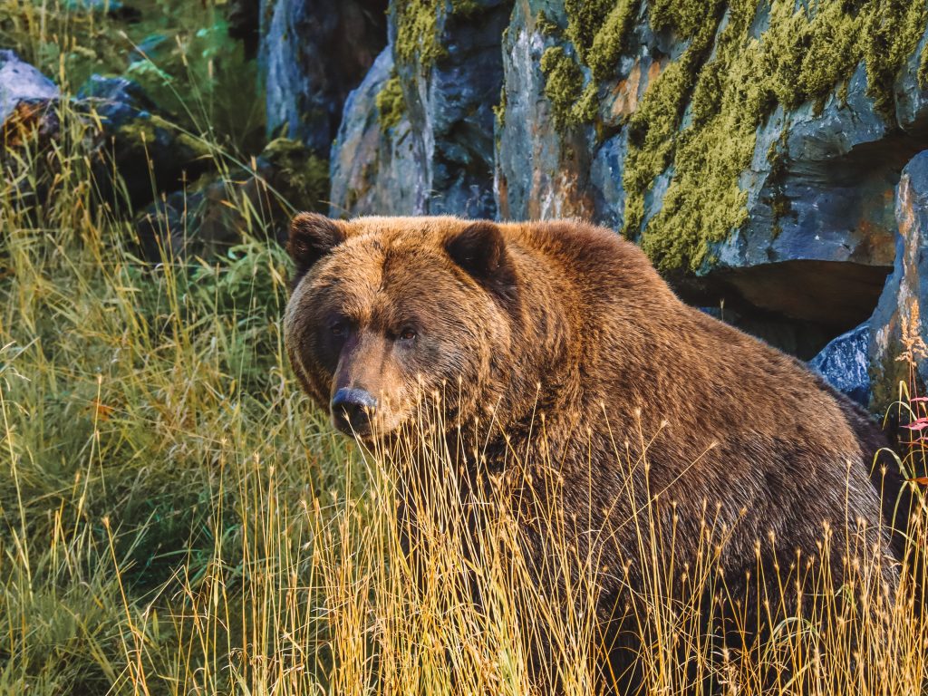 grizzly bear at the Alaska Conservation and Wildlife park